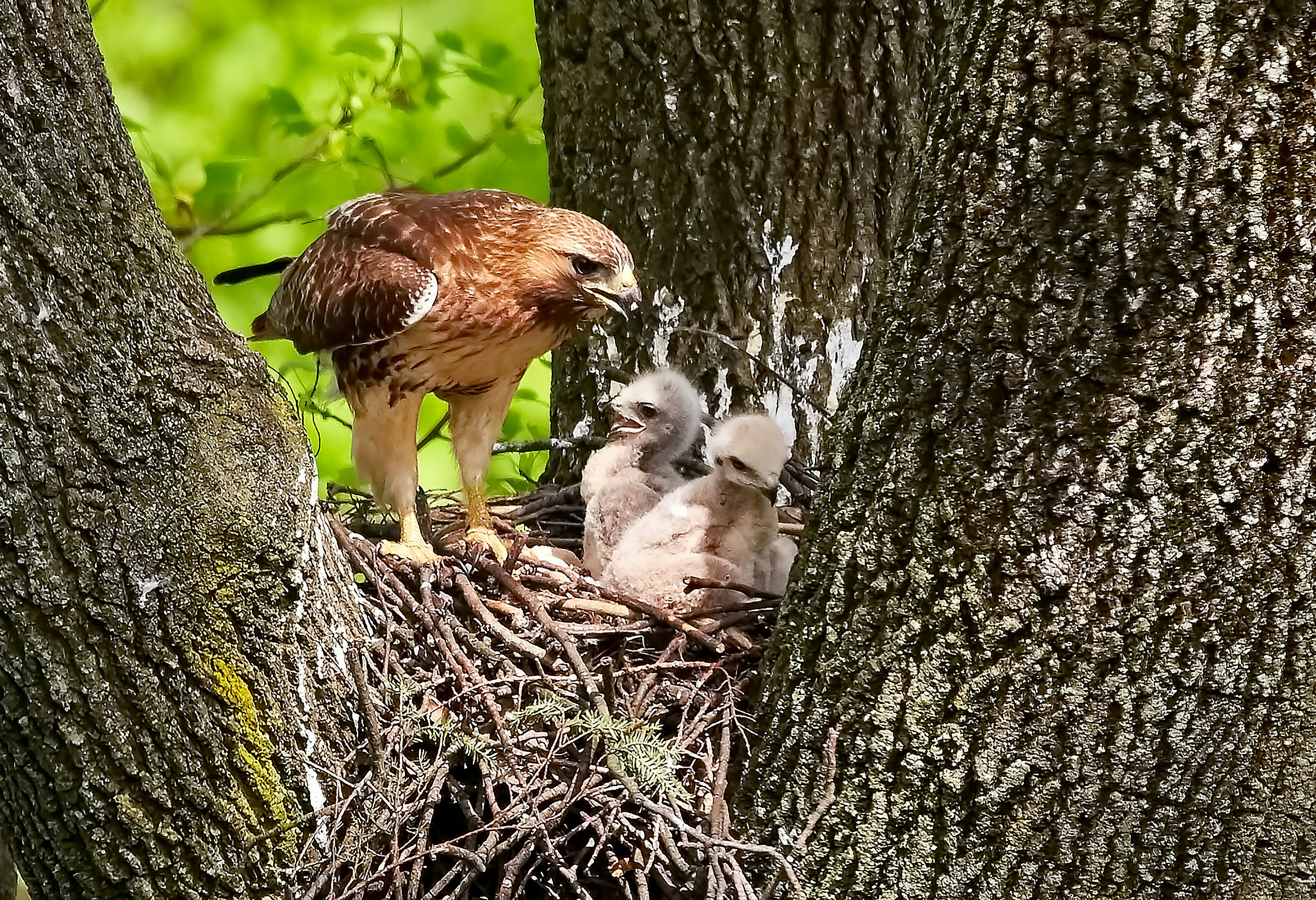 three brown chicks in nest